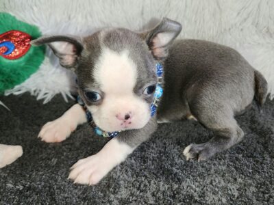 AKC BLUE BOSTONS TERRIER BOYS