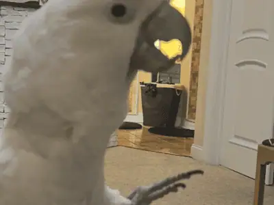 Umbrella Cockatoo