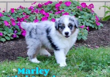 Marley Male Mini Australian Shepherd