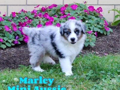 Marley Male Mini Australian Shepherd