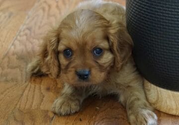 Dallas Male Cavalier