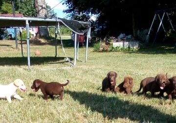Labrador retriever puppies