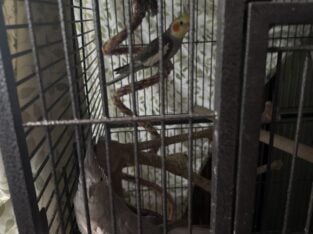 Birds