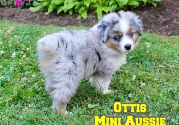 Ottis Male Mini Australian Shepherd