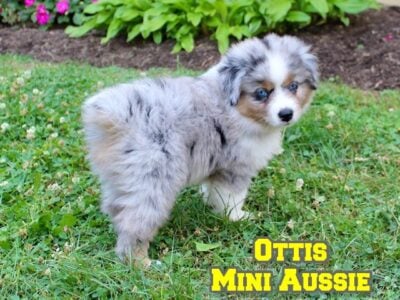 Ottis Male Mini Australian Shepherd
