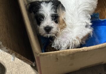 2 Maltese / Shitzu Mix Puppies Born (June 3 2025)