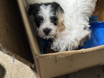 2 Maltese / Shitzu Mix Puppies Born (June 3 2025)