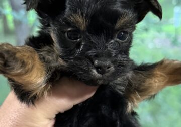 Small female yorkie