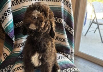 Puppies Golden Doodle