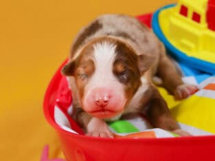 Red Merle Female #2