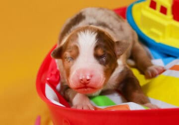 Red Merle Female #2