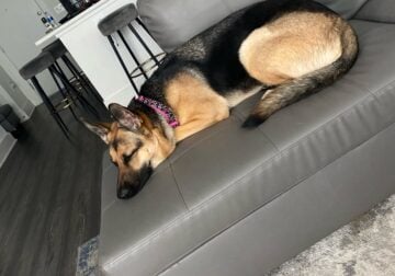 Seeking a loving home/Forever family