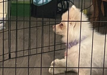 Pomeranian male
