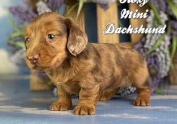 Roxy Female Mini Dachshund