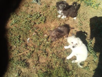 Maltipoo /morky puppies