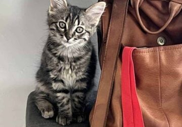 Grey Tabby Female Kitten
