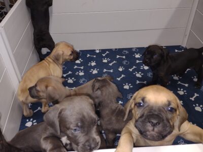 Cane Corso puppies
