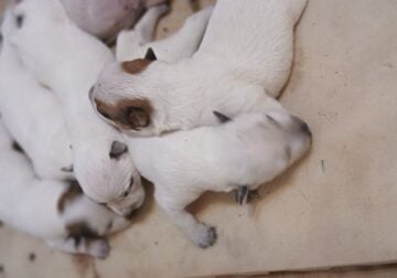 Akc Red and Blue Healer pups