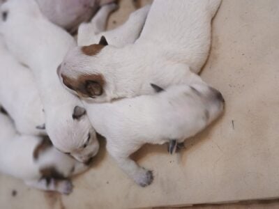 Akc Red and Blue Healer pups