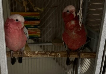 Rose Breasted Cockatoos for Sale