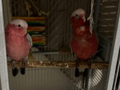Rose Breasted Cockatoos for Sale