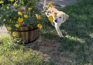 AKC Hunting Labs