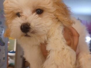 Toy Maltipoo Needs New Home