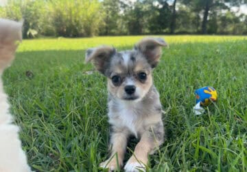 LH Chihuahua – Deebo