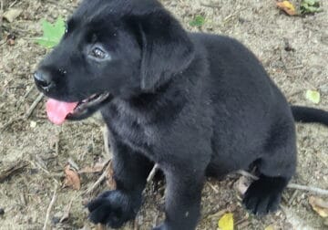 Black Labs