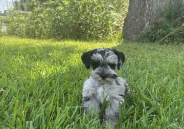 Miniature schnauzer puppies
