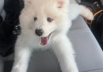 SAMOYED PUPPY FOR SALE