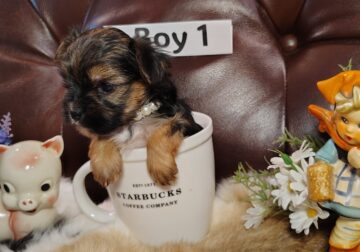 Male AKC Yorkshire Terrier Puppy Boy 1