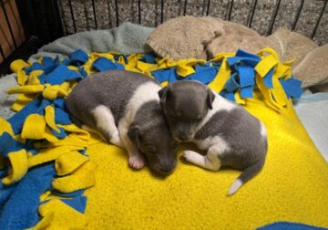 Blue Tricolor Female Rat Terrier