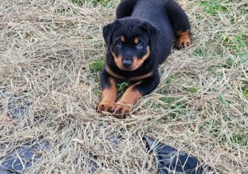 AKC Rottweiler pups