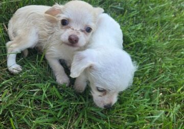 Male chorkie