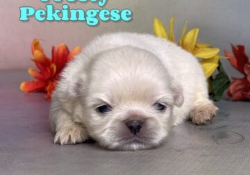 Frosty Male Pekingese
