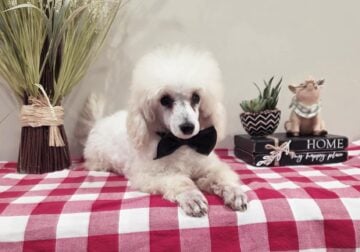 Beau -Toy Poodle-AKC