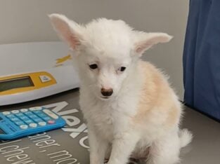 Male Chinese Crested