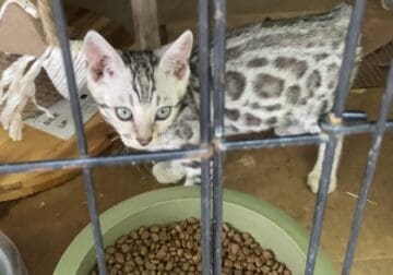 Male Silver Spotted Bengal Kitten