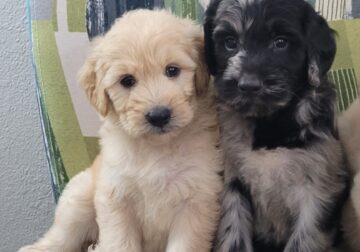 Goldendoodles – F1 standard size