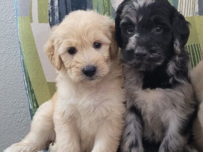 Goldendoodles – F1 standard size