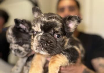 French Bulldog Pups Big Rope Fluffy Merle San Dieg