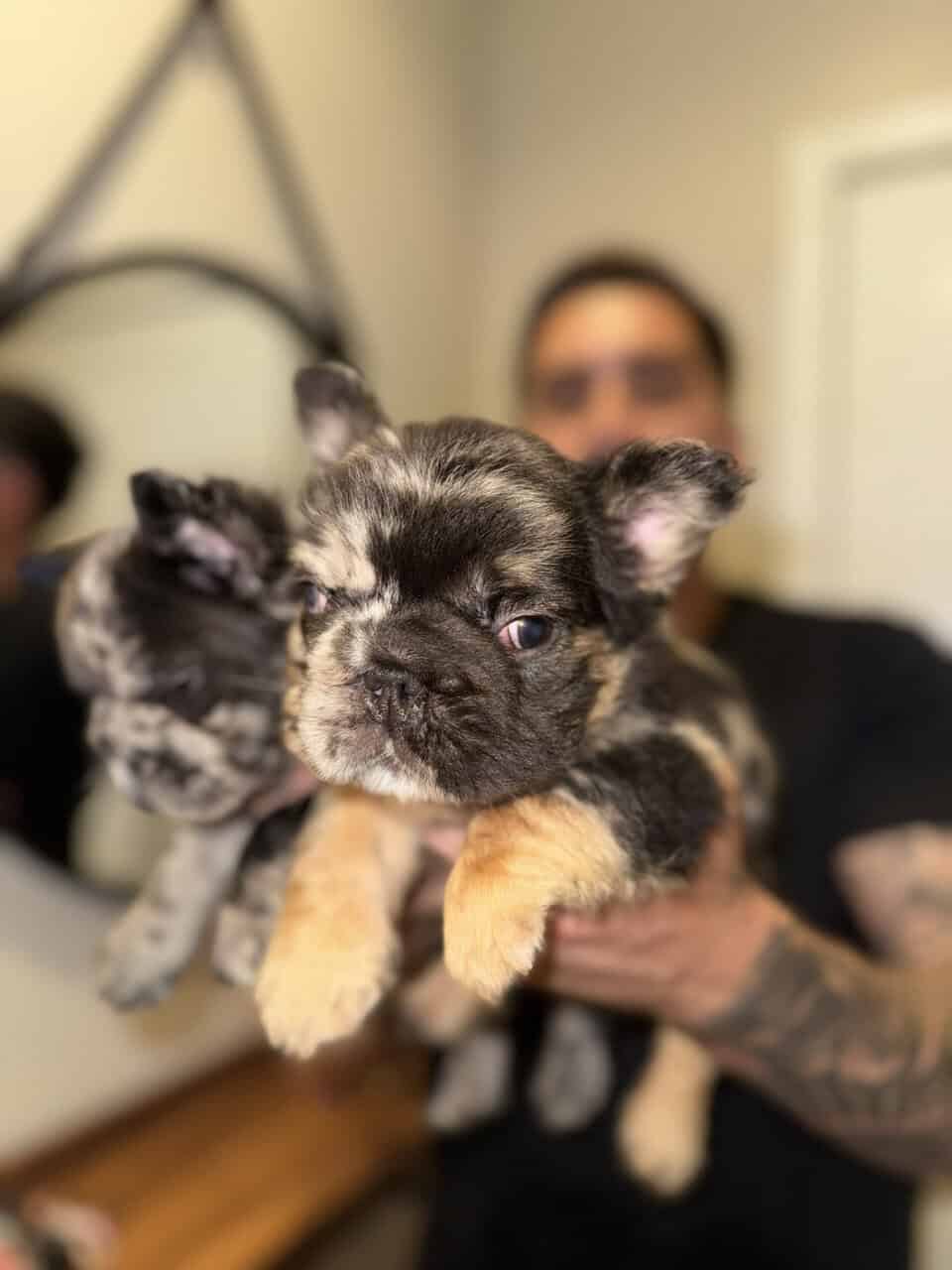 French Bulldog Pups Big Rope Fluffy Merle San Dieg image 1