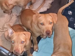 Puppies/Young Adult Dogs For Sale