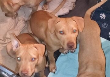 Puppies/Young Adult Dogs For Sale