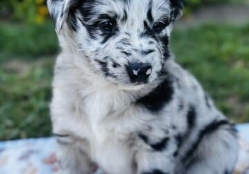 PUPPIES – Australian Shepherds