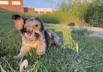 Merle Visual Fluffy Frenchie