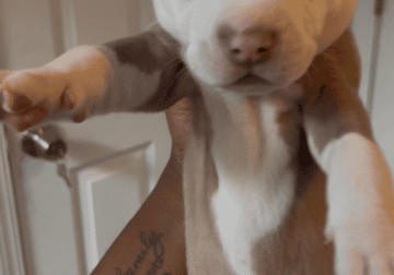 Puppies for Sale