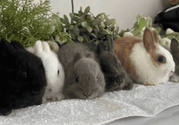 Netherland Dwarf Bunnies & Rabbits