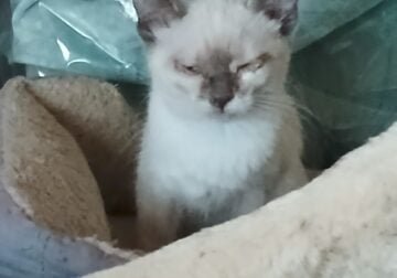 Female Lilac Point Siamese + Orange Tabby brother